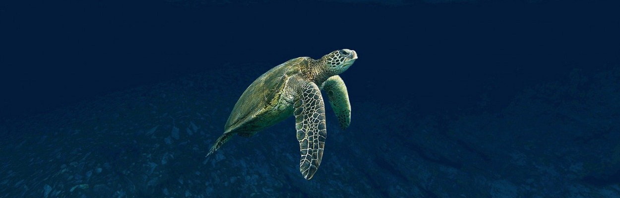 Department of Fisheries and Aquaculture